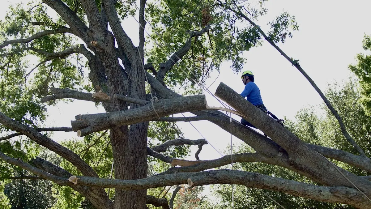 Professional Hazardous Tree Removal performed by certified arborists in Wiggins